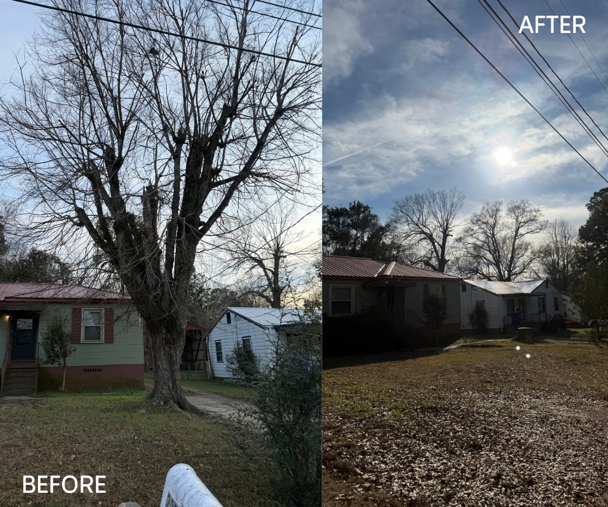 Before and after tree removal by Mammoth Tree Service